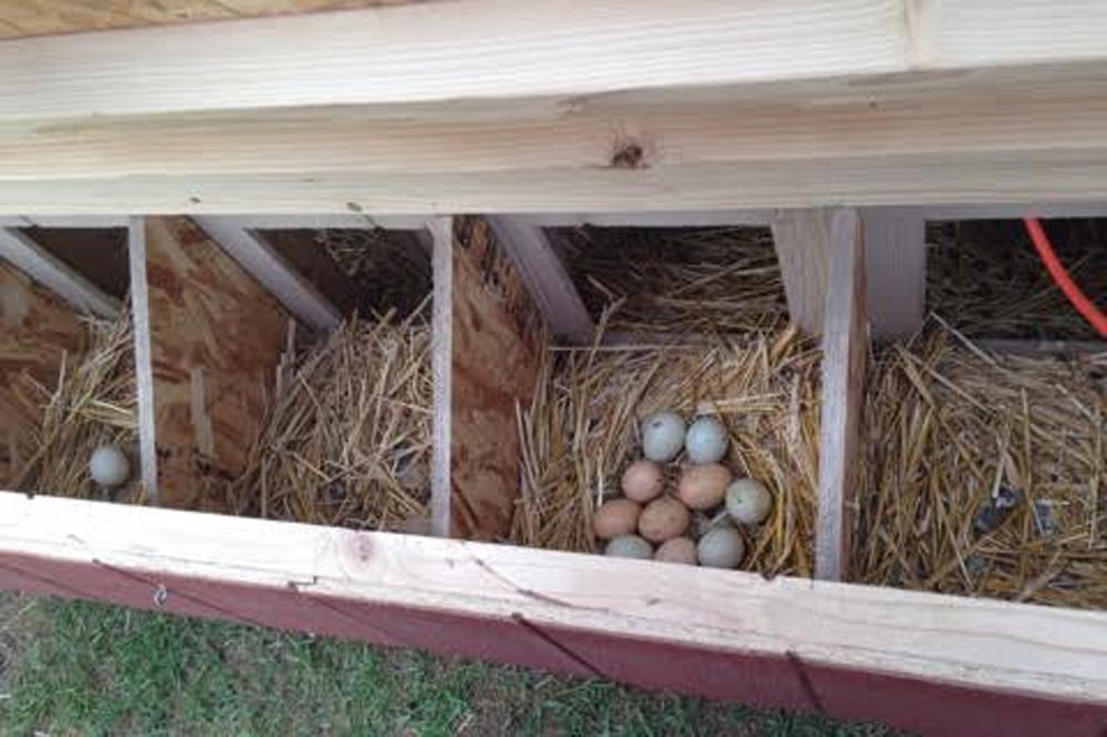 Small Backyard Chicken Coops for sale in MT, WY and ID