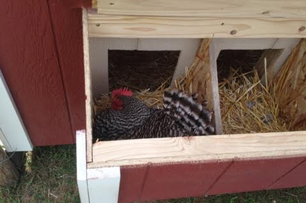 Small Backyard Chicken Coops for sale in MT, WY and ID